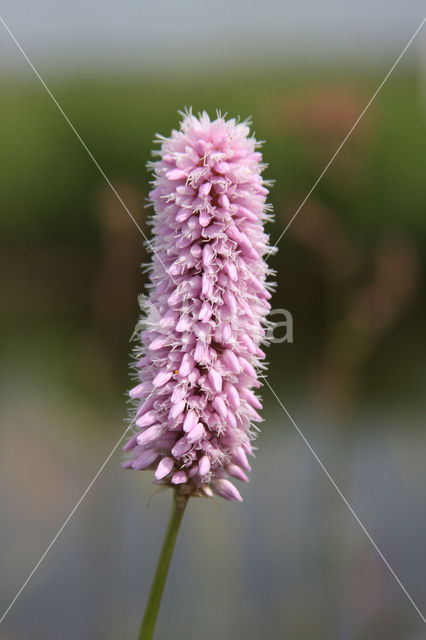 Adderwortel (Persicaria bistorta)