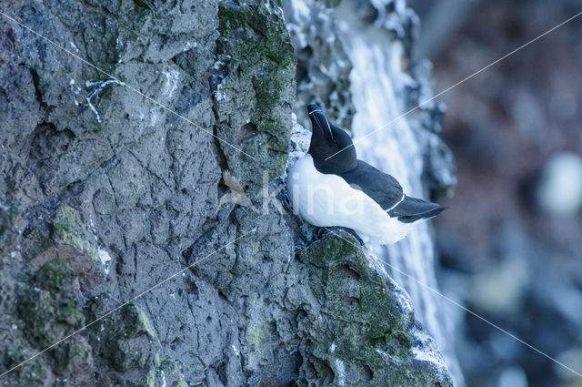 Razorbill (Alca torda)