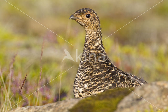 Alpensneeuwhoen (Lagopus muta)