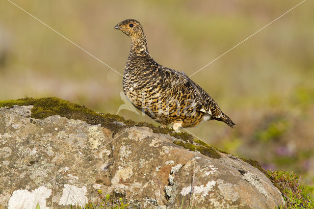 Alpensneeuwhoen (Lagopus muta)