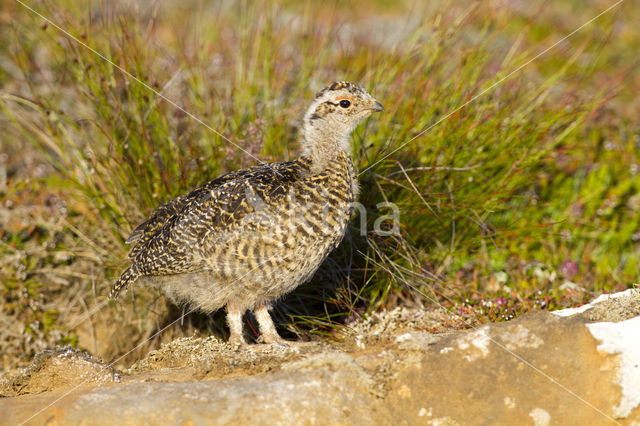 Rock Ptarmigan (Lagopus muta)