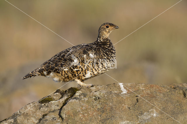 Alpensneeuwhoen (Lagopus muta)