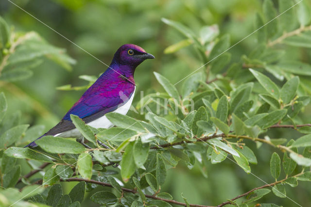 Violet-backed Starling (Cinnyricinclus leucogaster)