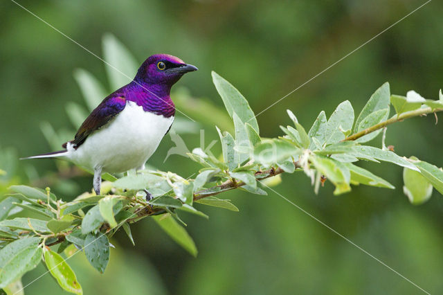 Violet-backed Starling (Cinnyricinclus leucogaster)