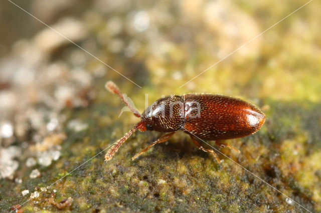 Atomaria nigrirostris