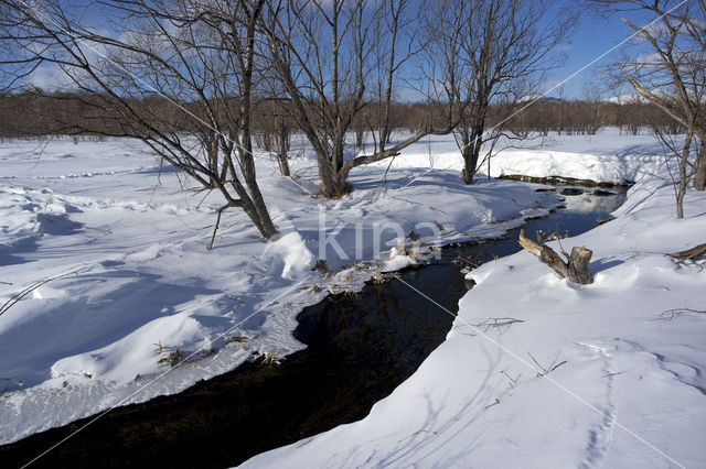 Asian white birch (Betula platyphylla)