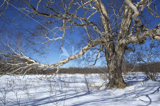 Aziatische Berk (Betula platyphylla)