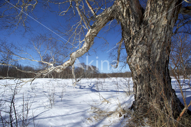 Asian white birch (Betula platyphylla)