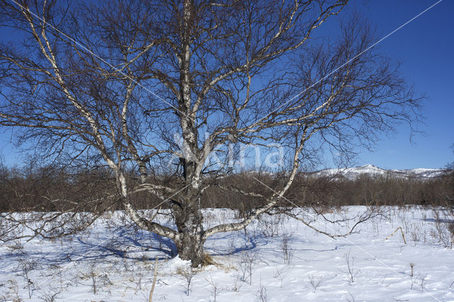 Aziatische Berk (Betula platyphylla)