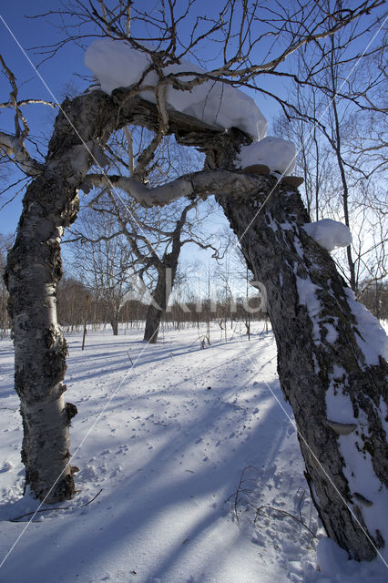 Aziatische Berk (Betula platyphylla)