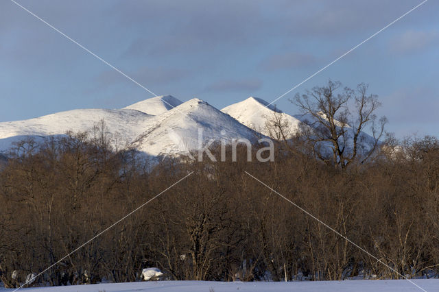 Aziatische Berk (Betula platyphylla)