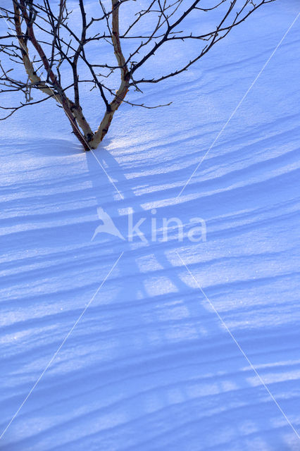 Aziatische Berk (Betula platyphylla)