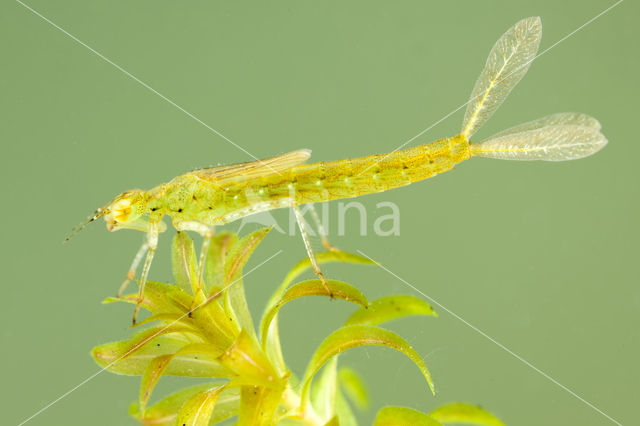 Azuurwaterjuffer (Coenagrion puella)