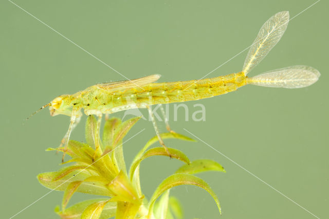 Azure Damselfly (Coenagrion puella)