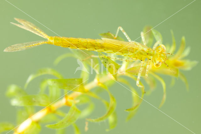 Azure Damselfly (Coenagrion puella)