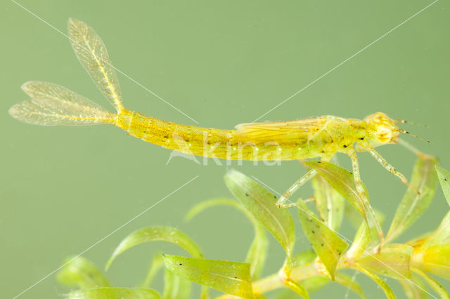 Azure Damselfly (Coenagrion puella)