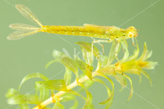 Azuurwaterjuffer (Coenagrion puella)