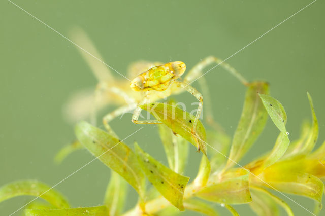 Azuurwaterjuffer (Coenagrion puella)