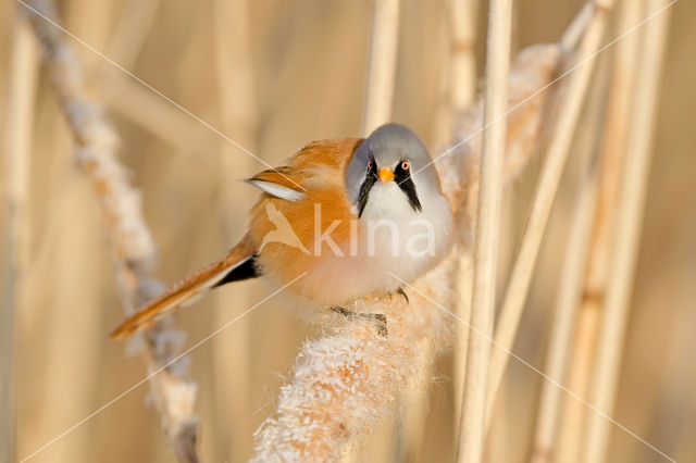 Bearded Reedling (Panurus biarmicus)