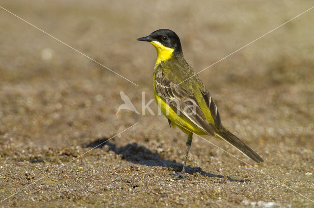 Yellow wagtail (Motacilla flava feldegg)