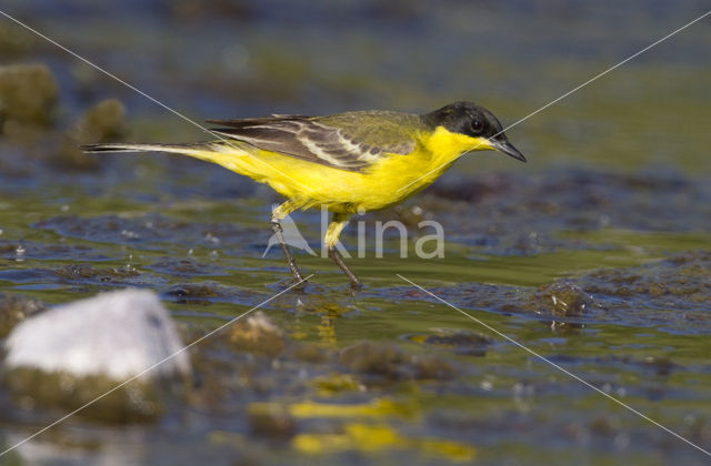 Balkan Gele Kwikstaart (Motacilla flava feldegg)