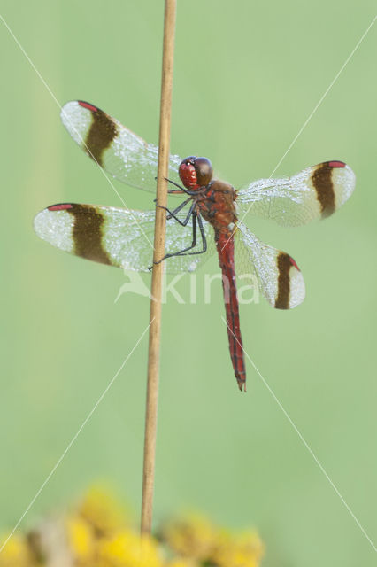 band-winged dragonfly (Sympetrum pedemontanum)