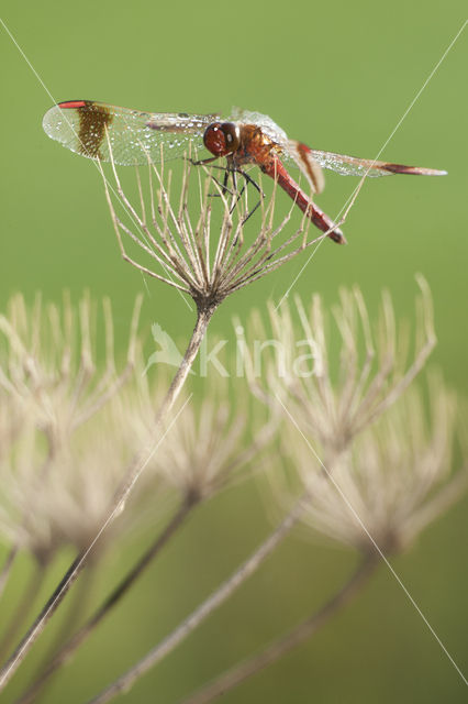 band-winged dragonfly (Sympetrum pedemontanum)