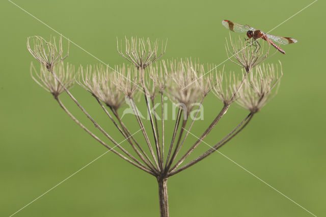 band-winged dragonfly (Sympetrum pedemontanum)