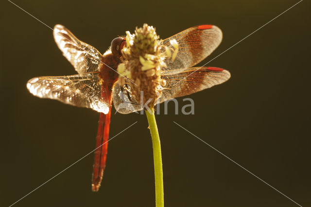 band-winged dragonfly (Sympetrum pedemontanum)