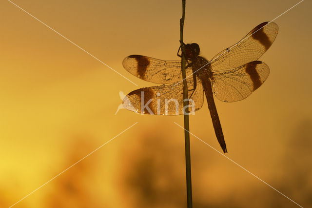 Bandheidelibel (Sympetrum pedemontanum)