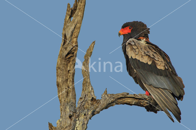 Bateleur (Terathopius ecaudatus)