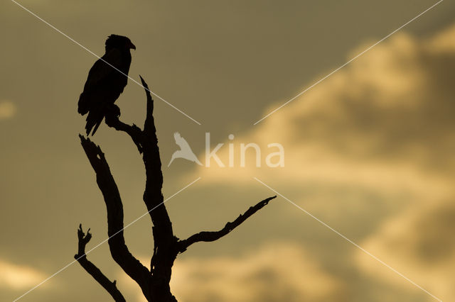 Bateleur (Terathopius ecaudatus)