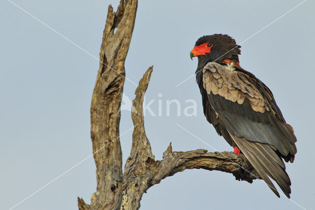 Bateleur (Terathopius ecaudatus)