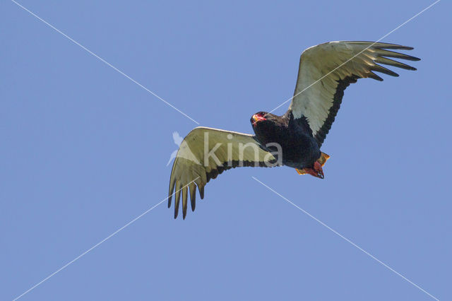 Bateleur (Terathopius ecaudatus)