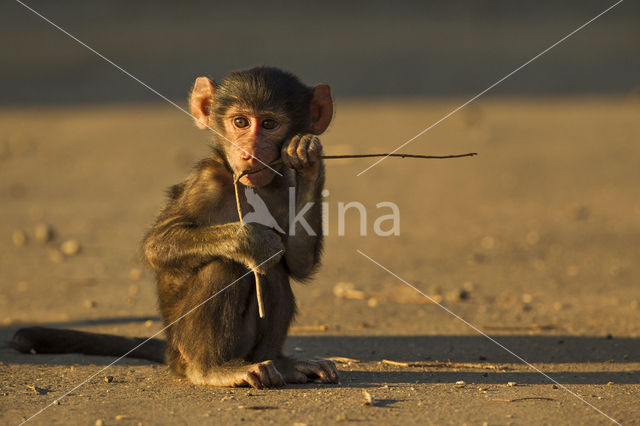 Baboon (Papio spec)