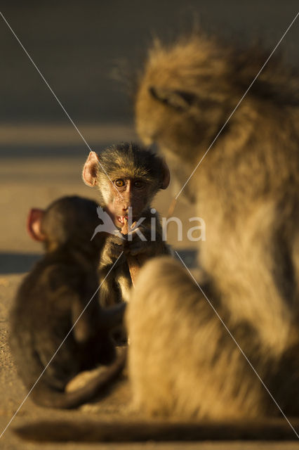 Baboon (Papio spec)