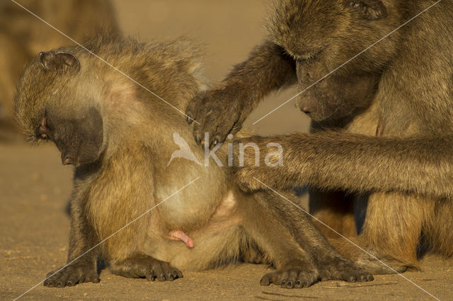 Baboon (Papio spec)