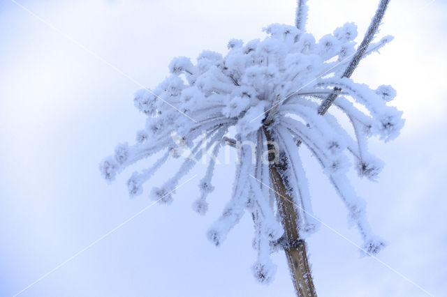 Giant Hogweed (Heracleum mantegazzianum)