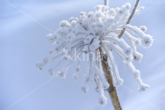 Giant Hogweed (Heracleum mantegazzianum)