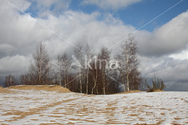 Birch (Betula)