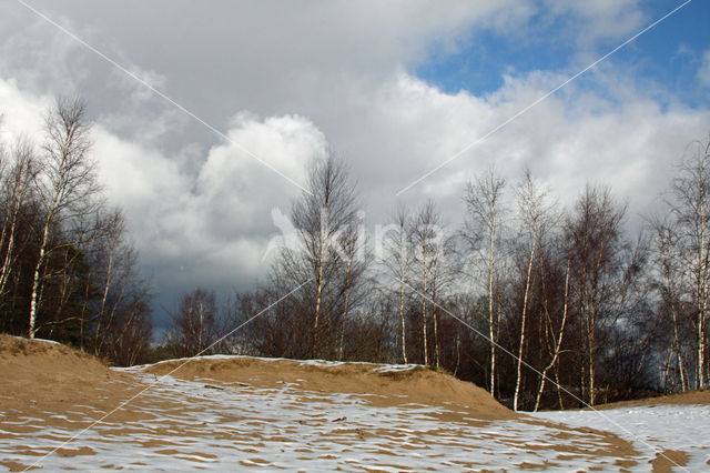 Birch (Betula)