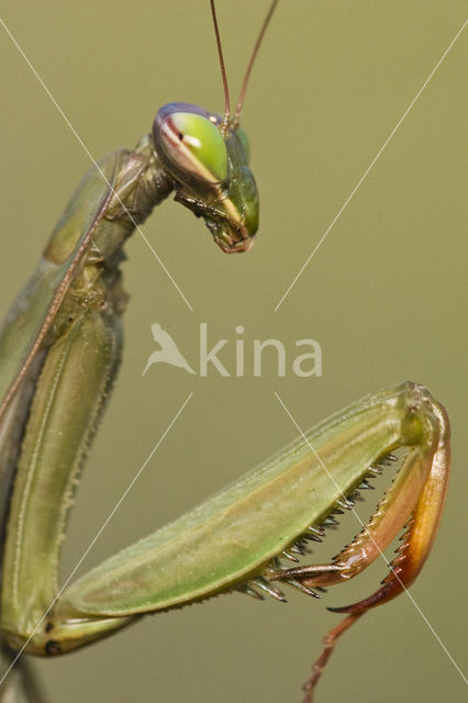 Praying mantis (Mantis sp.)