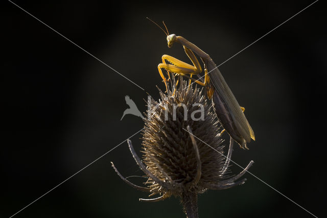 Praying mantis (Mantis sp.)