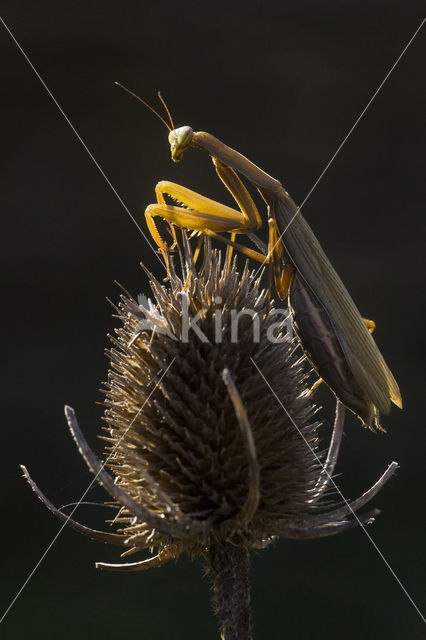 Praying mantis (Mantis sp.)