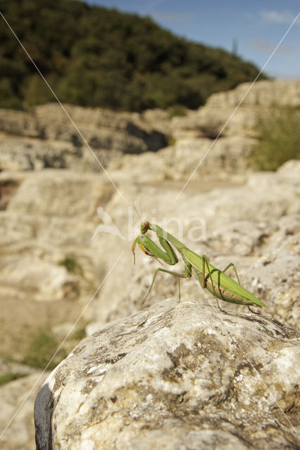 Bidsprinkhaan sp. (Mantis sp.)