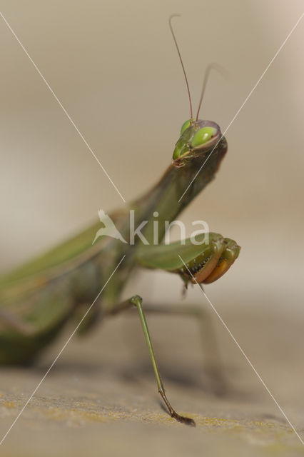 Praying mantis (Mantis sp.)