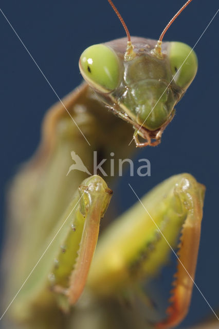 Bidsprinkhaan sp. (Mantis sp.)