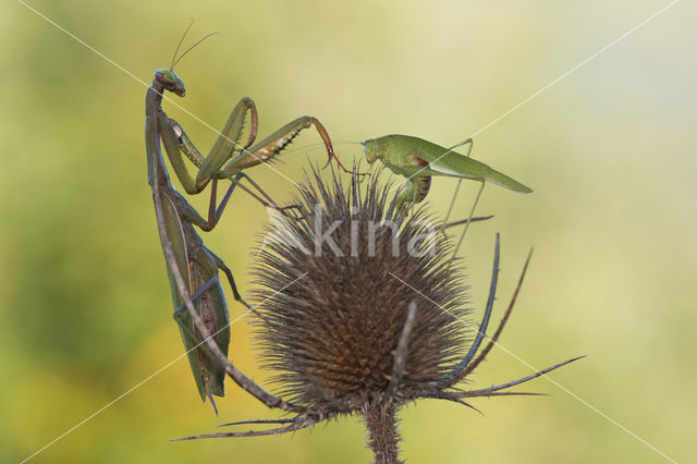 Praying mantis (Mantis sp.)