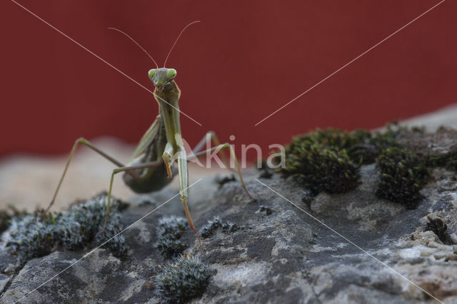 Praying mantis (Mantis sp.)