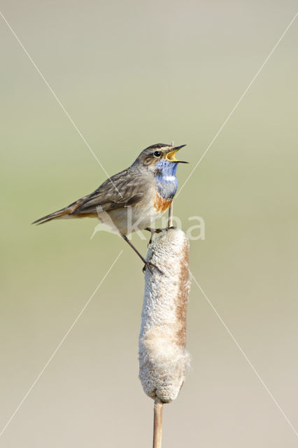 Blauwborst (Luscinia svecica)